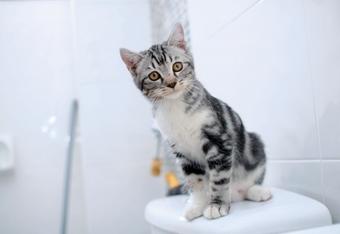 Toilettes pour les chats : est-ce que ça marche ?