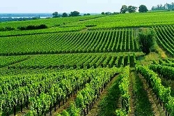 Les Chinois rachètent massivement les propriétés et châteaux bordelais
