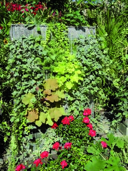 Aménager un mur végétal dans son jardin