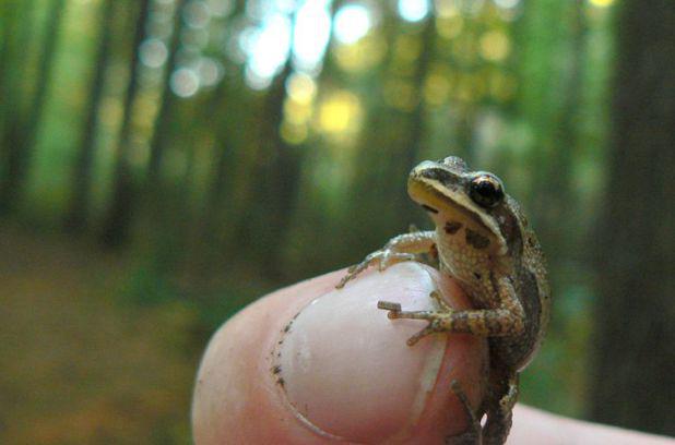 Insolite : au Québec, une grenouille de 2,5 cm empêche la construction de 171 logements