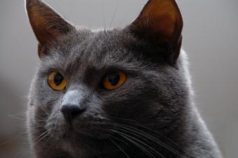 Un chat revient dans sa maison dix ans après